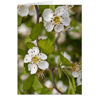 黄色いサンザシ