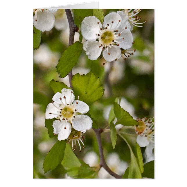 黄色いサンザシ (正面)