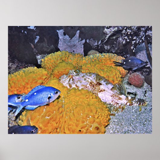 黄色いスポンジの上のサソリ ポスター (正面)