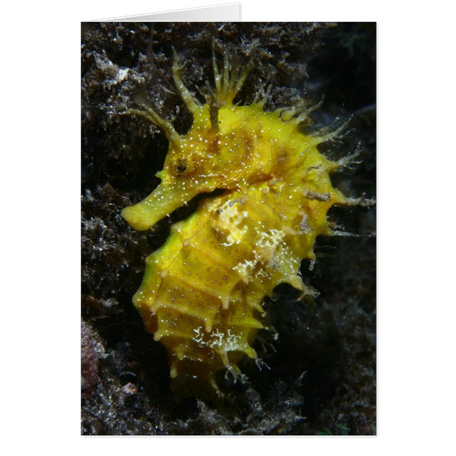 黄色いタツノオトシゴ|の海馬Guttulatus (正面)