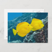 黄色いタンガのペア ポストカード (正面/裏面)