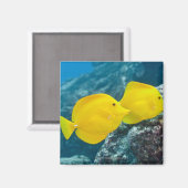 黄色いタンガのペア マグネット (正面/裏面)