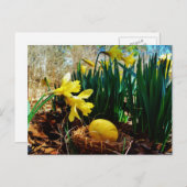 黄色いダッフォジルと黄色いイースター卵 シーズンポストカード (正面/裏面)