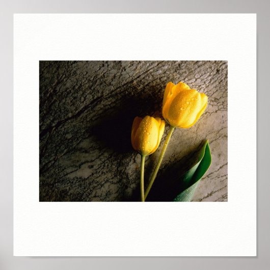 黄色いチューリップのポスター ポスター (正面)