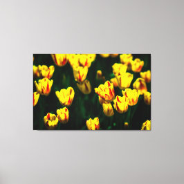 黄色いチューリップの花 キャンバスプリント