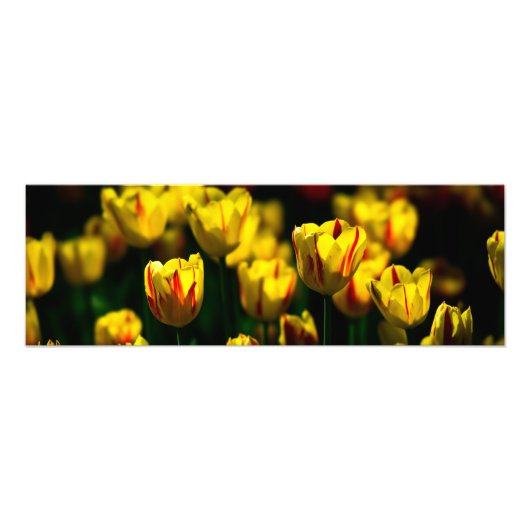 黄色いチューリップの花 フォトプリント            (正面)