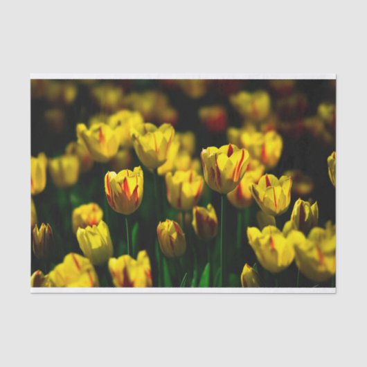 黄色いチューリップの花 薄葉紙 (正面)