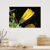 黄色いデイジー – フォトプリント ポスター (キッチン)