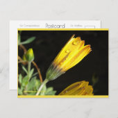 黄色いデイジー | ブルービーチソング™はがき ポストカード (正面/裏面)