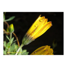 黄色いデイジー