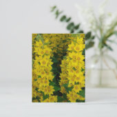 黄色いデルフィニウムの多年生の花 カード (スタンド正面)