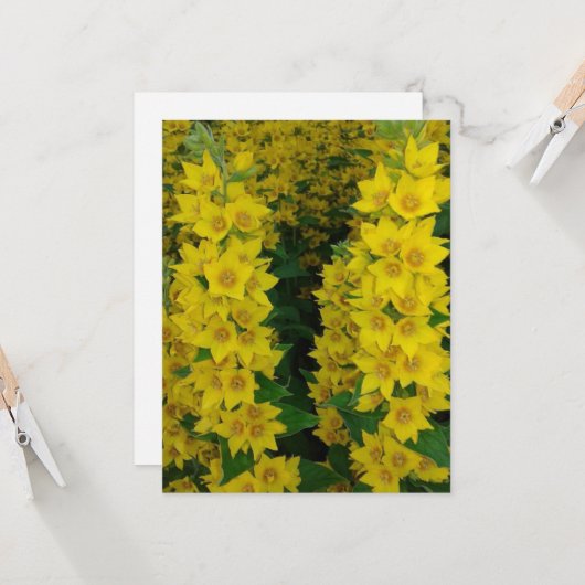 黄色いデルフィニウムの多年生の花 カード (正面/裏面インサイチュ)