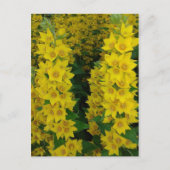 黄色いデルフィニウムの多年生花 ポストカード (正面)