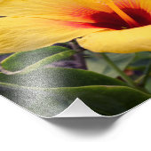 黄色いハイビスカスの花 |フォトプリント フォトプリント            (角)