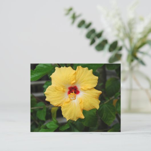 黄色いハイビスカスの花 ポストカード (スタンド正面)