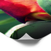 黄色いハイライトが近い赤いバラのつぼみ花 ポスター (角)