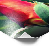 黄色いハイライト付き赤いバラのつぼみ花8x8 フォトプリント (角)