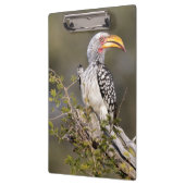 黄色いハシジロハシドリ クリップボード (左)