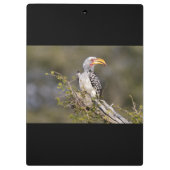 黄色いハシジロハシドリ クリップボード (裏面)