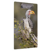 黄色いハシジロハシドリ クリップボード (右)