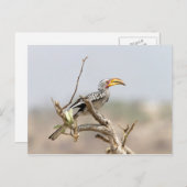 黄色いハシジロハシドリ ポストカード (正面/裏面)