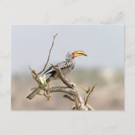 黄色いハシジロハシドリ ポストカード