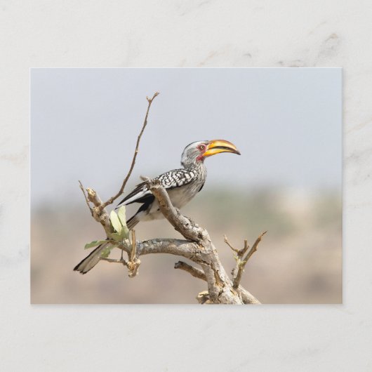 黄色いハシジロハシドリ ポストカード (正面)