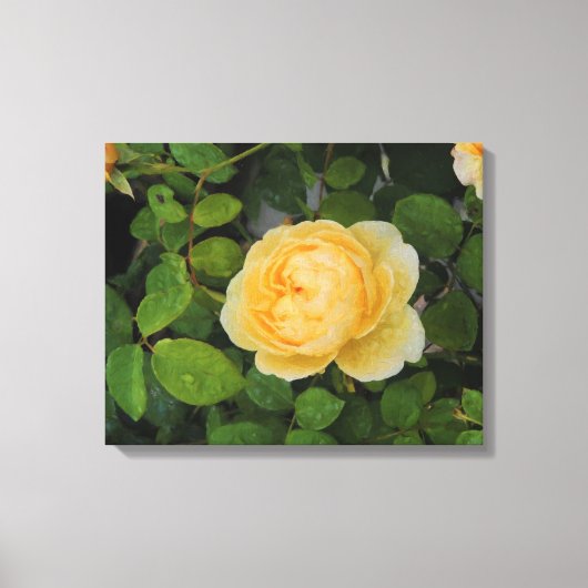 黄色いバラのストレッチキャンバス上の雨滴 キャンバスプリント (正面)