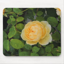 黄色いバラの上の雨粒