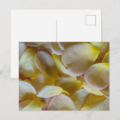 黄色いバラの花びら ポストカード (正面/裏面)