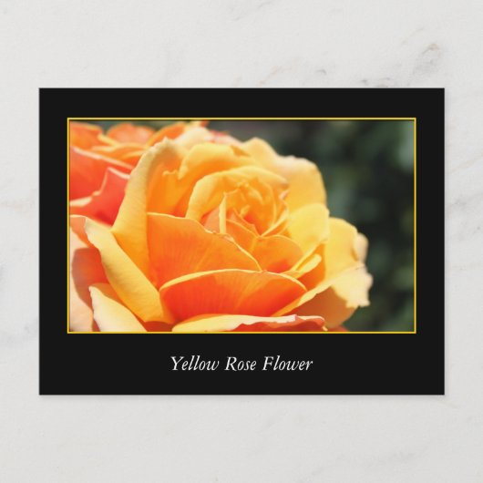 黄色いバラの花、愛とロマンス ポストカード (正面)