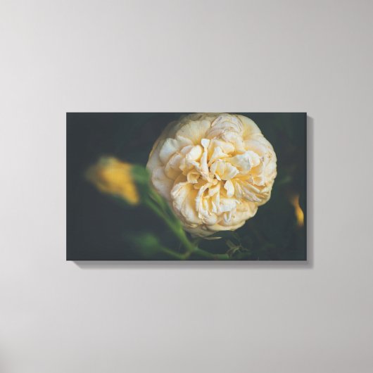 黄色いバラ キャンバスプリント (正面)