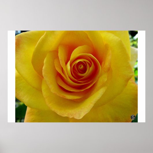 黄色いバラ ポスター (正面)