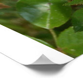 黄色いバラ ポスター (角)