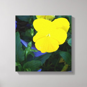 黄色いパンジーの春の花の花のキャンバスの芸術 キャンバスプリント