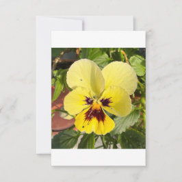 黄色いパンジーの花の写真 フラットサンクスカード サンキューカード