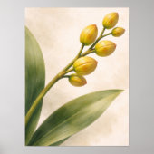 黄色いファレノプシス蘭の蕾の植物画 ポスター (正面)