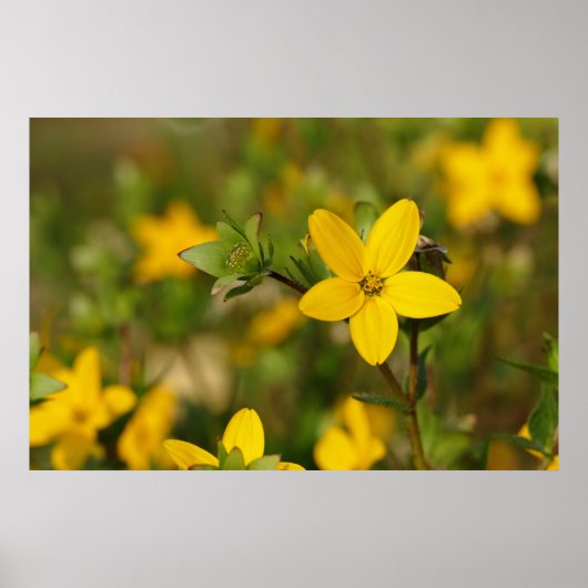 黄色いフラワーポスター ポスター (正面)