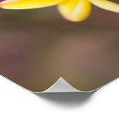 黄色いフランギパニの花 ポスター (角)