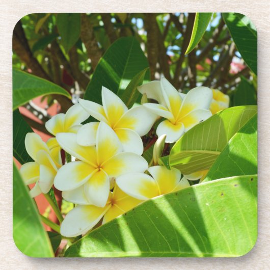 黄色いフランジパニスは木の上に生えていた。 コースター (正面)