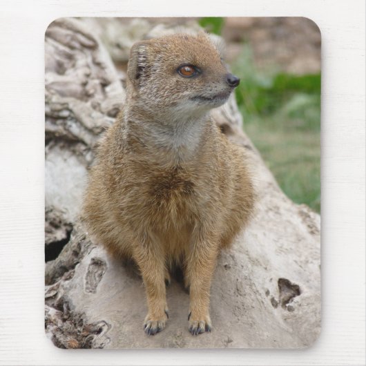 黄色いマングース マウスパッド (正面)