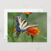 黄色いメスの東のトラのアゲハチョウ ポストカード (正面/裏面)