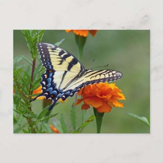 黄色いメスの東のトラのアゲハチョウ ポストカード (正面)