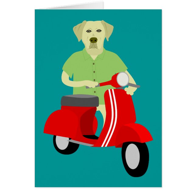 黄色いラブラドル・レトリーバー犬 (正面)