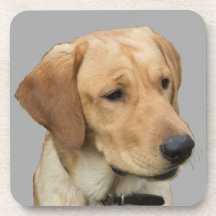 黄色いラブラドル・レトリーバー犬