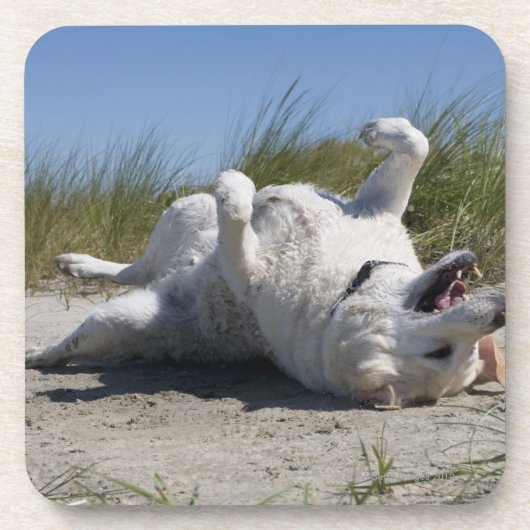 黄色いラブラドル・レトリーバー犬 コースター (正面)