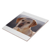 黄色いラブラドル・レトリーバー犬 タイル (側面)