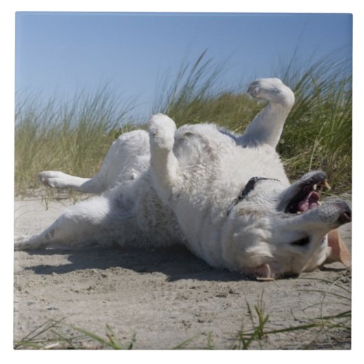 黄色いラブラドル・レトリーバー犬 タイル (正面)