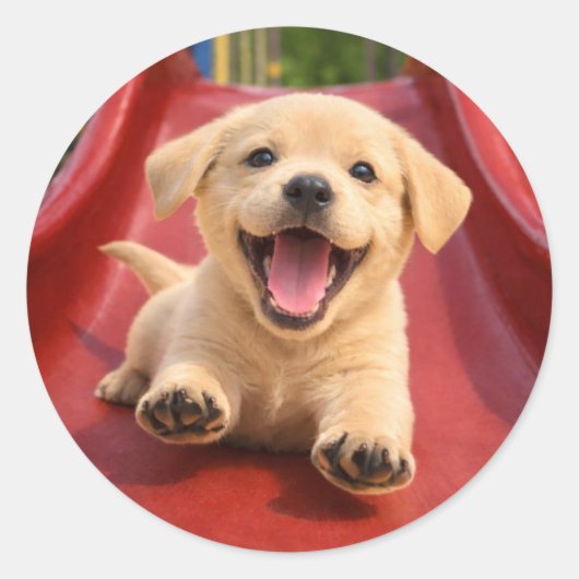 黄色いラブラドールの子犬が滑り台を滑る ラウンドシール (正面)