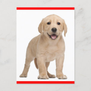 黄色いラブラドールレトリーバー子犬用はがき ポストカード